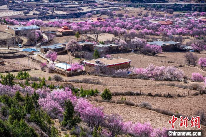 道孚麻灣村房前屋后的杏花繞村怒放?！『涡秀?攝