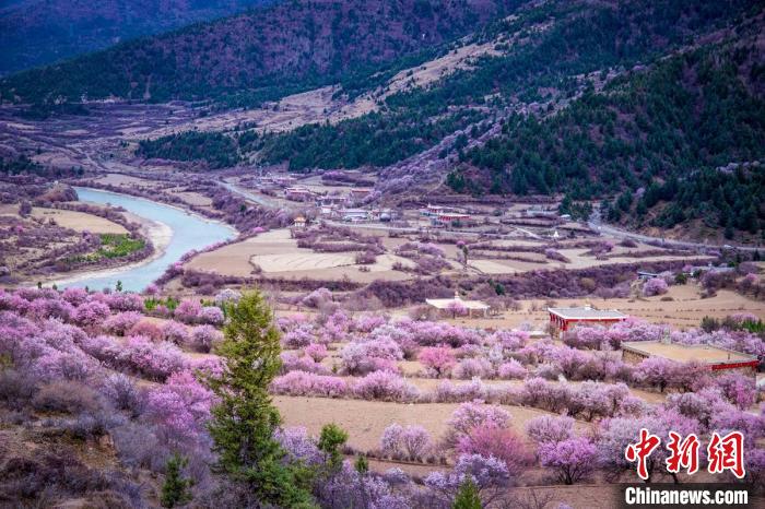 道孚縣麻灣村上千株盛開(kāi)的杏花將鄉(xiāng)村裝點(diǎn)一新?！『涡秀?攝