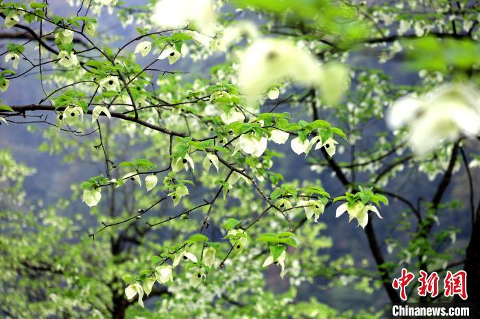 珙桐在春末夏初之際開花，花期較短?！螚?攝