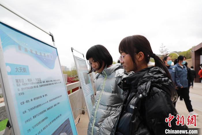 圖為學生通過展板了解青海常見鳥類?！●R銘言 攝