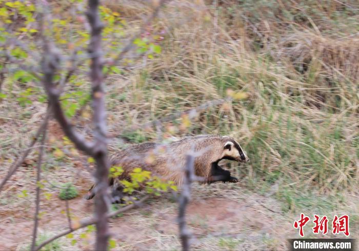 圖為西寧野生動物園救護的狗獾在西寧市放歸大自然。　馬銘言 攝