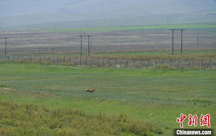 圖為一只普氏原羚在草場上奔跑?！●R銘言 攝