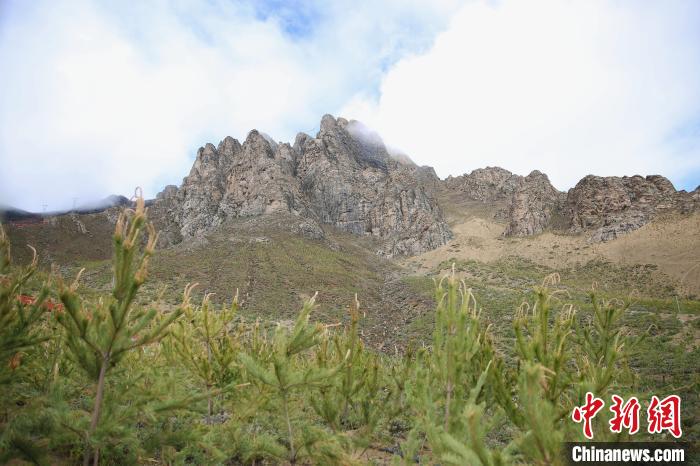 圖為拉薩南北山綠化工程拉薩曲水縣才納村5號(hào)片區(qū)。　貢確 攝