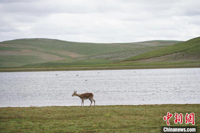 圖為藏原羚在扎陵湖岸畔悠閑漫步?！●R銘言 攝