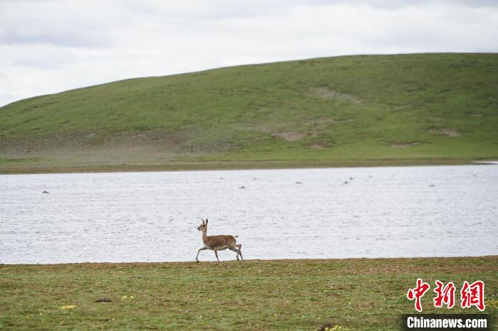 圖為藏原羚在扎陵湖岸畔悠閑漫步?！●R銘言 攝