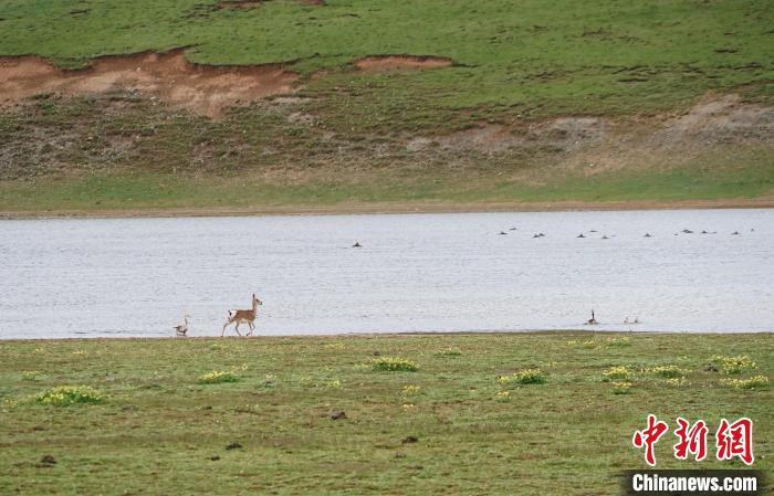 圖為藏原羚在扎陵湖岸畔悠閑漫步?！●R銘言 攝