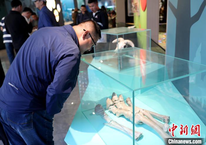 圖為臺商在祁連山國家公園生態(tài)科普館內(nèi)觀看標本。　薛蒂 攝