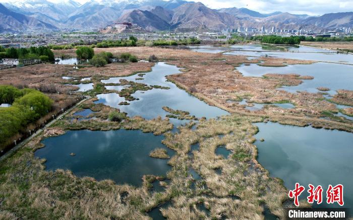 圖為拉薩拉魯濕地。(無人機照片) 李林 攝