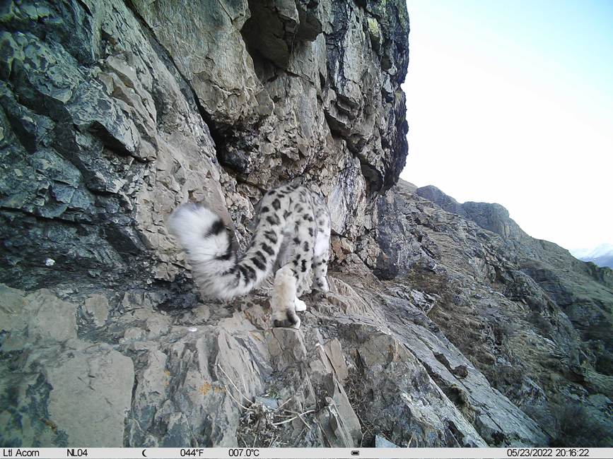 雪豹影像。山水自然保護中心供圖