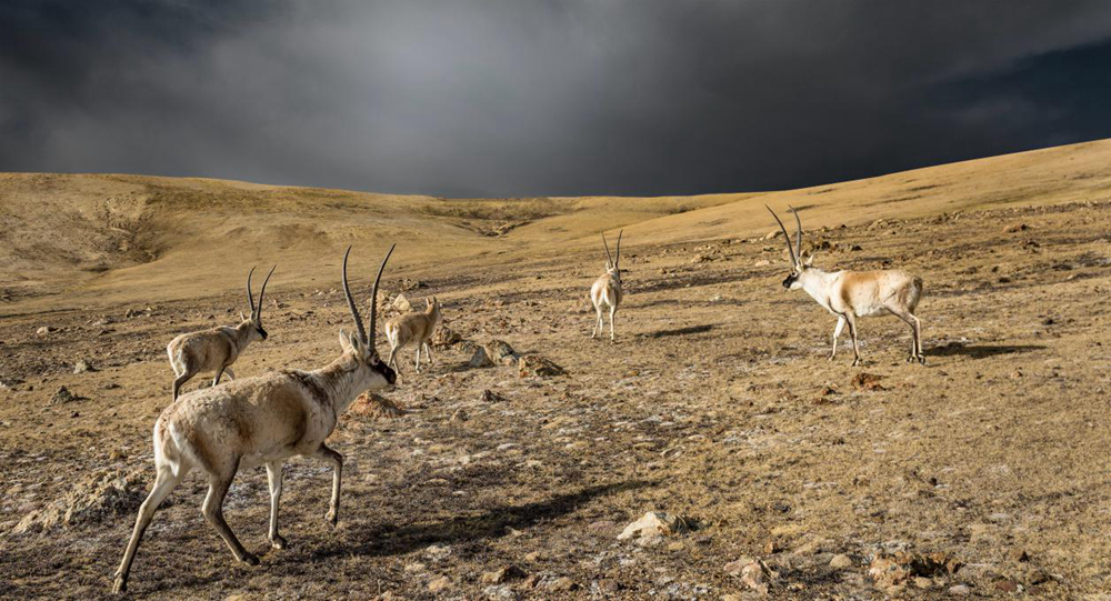 “高原精靈”藏羚羊。尼瑪多吉攝