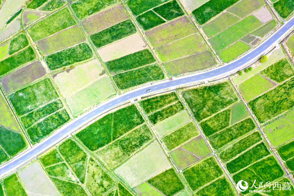 無人機(jī)視角下的西藏山南市瓊結(jié)農(nóng)田。人民網(wǎng)記者 次仁羅布攝