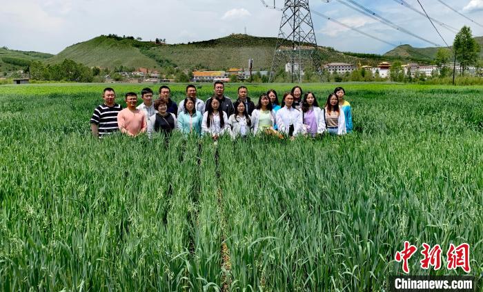 青海：“青燕2號”燕麥、“環(huán)湖”老芒麥等通過國家級審定