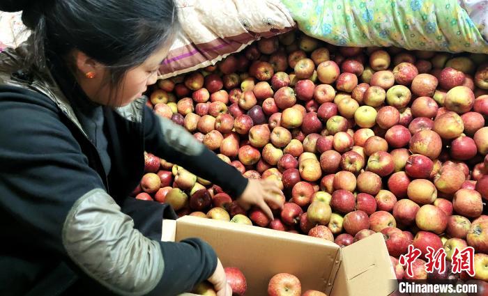 圖為通麥村村民巴桑拉姆精心挑選蘋果進行裝箱。　貢桑拉姆 攝