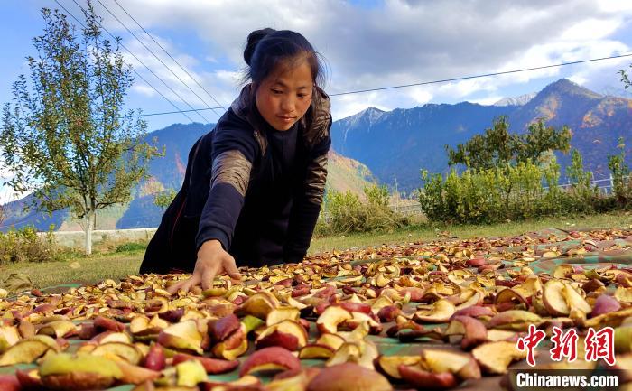 圖為通麥村村民巴桑拉姆晾曬切片蘋果?！∝暽＠?攝