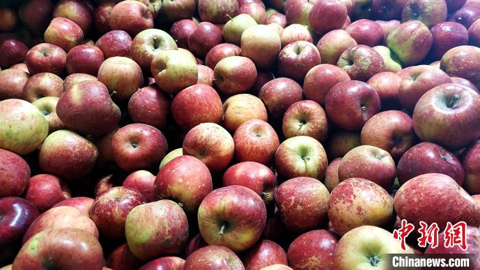 圖為通麥村村民巴桑拉姆家待裝箱的蘋果?！∝暽＠?攝