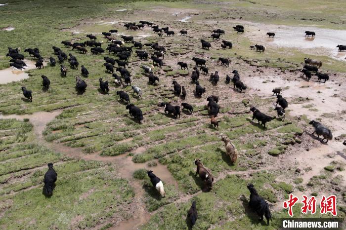 近年來(lái)，那曲市班戈縣推行村級(jí)牧業(yè)經(jīng)濟(jì)合作社，牧民們將牛羊及草場(chǎng)作為股份加入合作社，部分牧民開(kāi)始從事旅游服務(wù)、服裝加工及運(yùn)輸?shù)刃袠I(yè)，收入逐年提高。圖為8月3日，班戈縣的牦牛群在一片草原濕地中覓食(資料圖)。　江飛波 攝