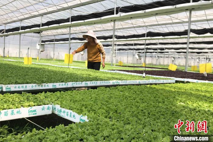 圖為會(huì)澤現(xiàn)代化農(nóng)業(yè)產(chǎn)業(yè)扶貧基地內(nèi)，貧困戶成為了產(chǎn)業(yè)工人。　繆超 攝