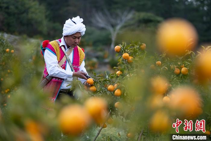 1月29日，京都村村民在柑橘園中采摘柑橘。<a target='_blank' ><p  align=
