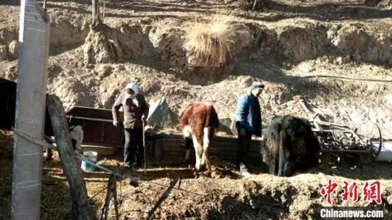 圖為孔繁福夫妻正在收拾牛圈?！±铍h　攝