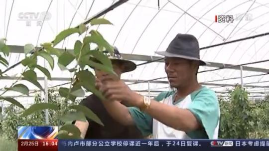 種蘑菇、養(yǎng)駱駝...。。特色產(chǎn)業(yè)助力鄉(xiāng)村振興走新路