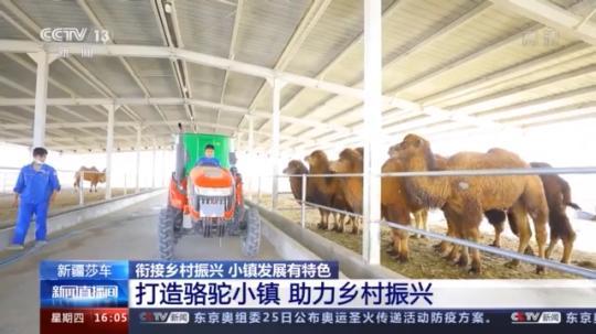 種蘑菇、養(yǎng)駱駝...。。特色產(chǎn)業(yè)助力鄉(xiāng)村振興走新路