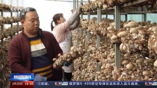 種蘑菇、養(yǎng)駱駝...。。特色產(chǎn)業(yè)助力鄉(xiāng)村振興走新路