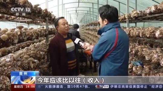 種蘑菇、養(yǎng)駱駝...。。特色產(chǎn)業(yè)助力鄉(xiāng)村振興走新路