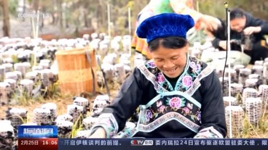 種蘑菇、養(yǎng)駱駝...。。特色產(chǎn)業(yè)助力鄉(xiāng)村振興走新路