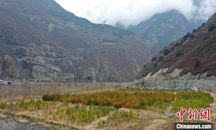 【幸?；ㄩ_新邊疆】山南隆子縣藏族小伙的“綠色夢(mèng)想”