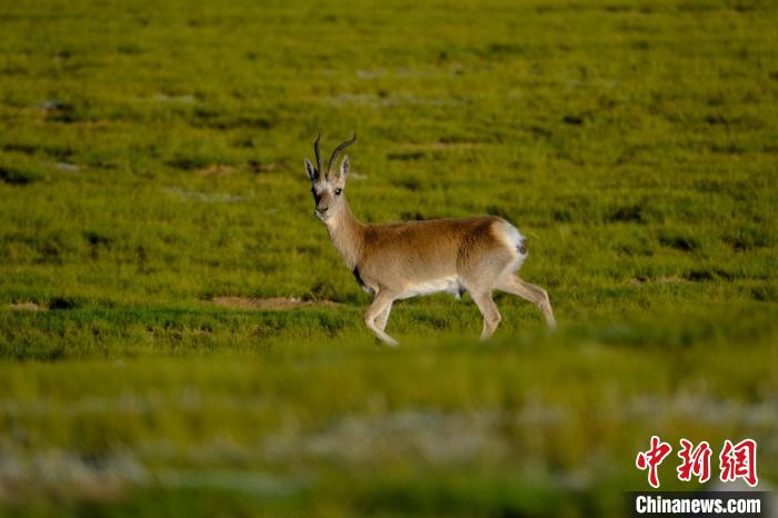 圖為西藏納木錯(cuò)湖邊的藏原羚休閑覓食?！〗w波 攝