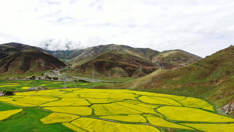 金燦燦的油菜花。洛克攝