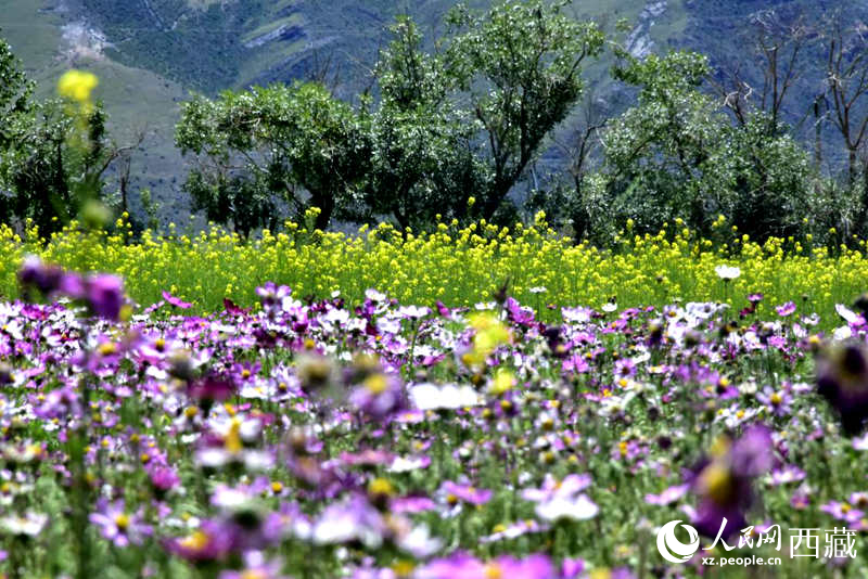 油菜花與格?；ㄏ嘤吵扇?。人民網(wǎng) 李海霞攝