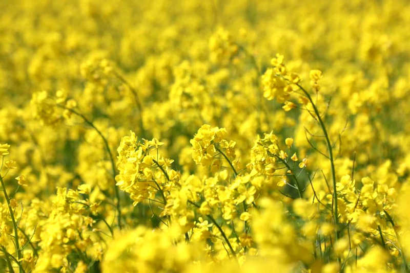 油菜花盛開(kāi)。洛克攝