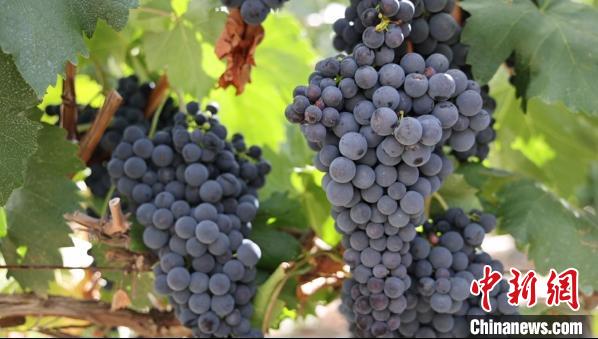 圖為桑日縣種植的葡萄?！∩侥仙Ｈ湛h委宣傳部提供