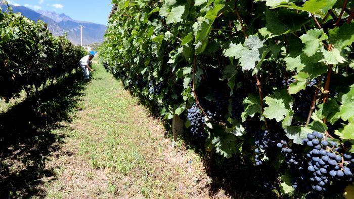 昌都芒康縣依托“兩江流域”干熱河谷地帶地理優(yōu)勢(shì)將康巴蜜橘、蘋果、甜石榴、葡萄、蜜桃等經(jīng)濟(jì)林木種植。　昌都市芒康縣委宣傳部供圖