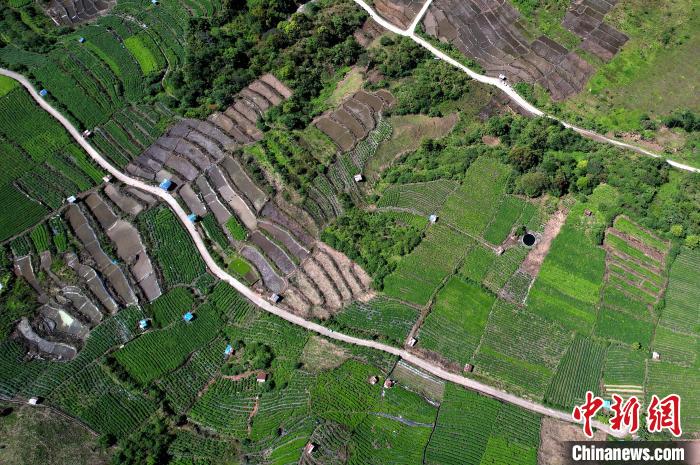 圖為西藏林芝市墨脫縣城附近的茶田。(無人機照片) 李林 攝