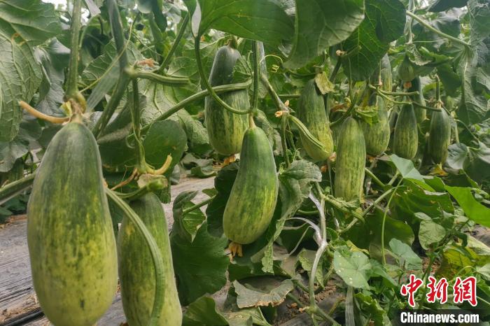 西藏海拔4400多米康馬縣甜瓜、西瓜豐收
