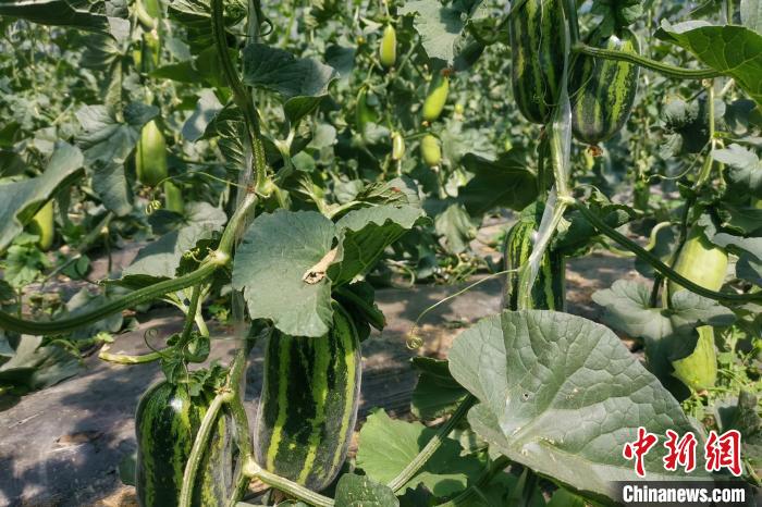 圖為西藏康馬縣大棚內(nèi)的博洋九號甜瓜?！⒔ㄜ?攝