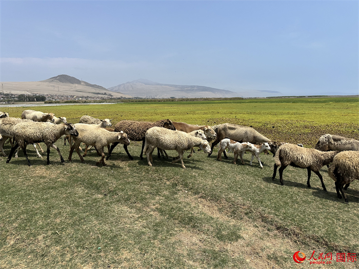 當(dāng)?shù)貢r(shí)間11月15日，羊群在錢凱港附近的圣羅莎濕地棲息。人民網(wǎng)記者 周雨攝