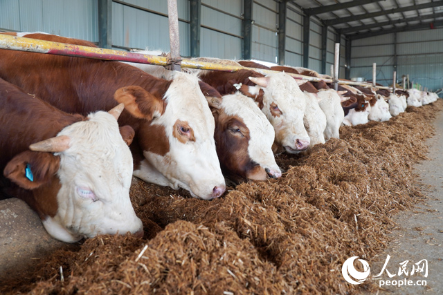 在思博農(nóng)業(yè)科技有限公司內(nèi)，肉牛正在吃秸稈轉(zhuǎn)化的飼料。人民網(wǎng)記者 陳若天攝