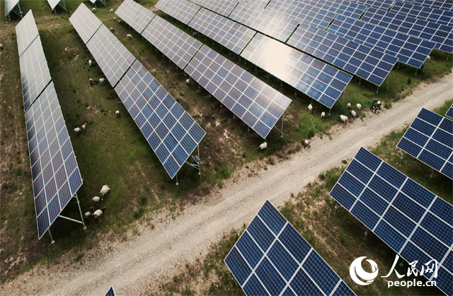 羊群在青海省海南州共和縣塔拉灘的光伏園區(qū)內(nèi)吃草。人民網(wǎng)記者 馬天翼攝