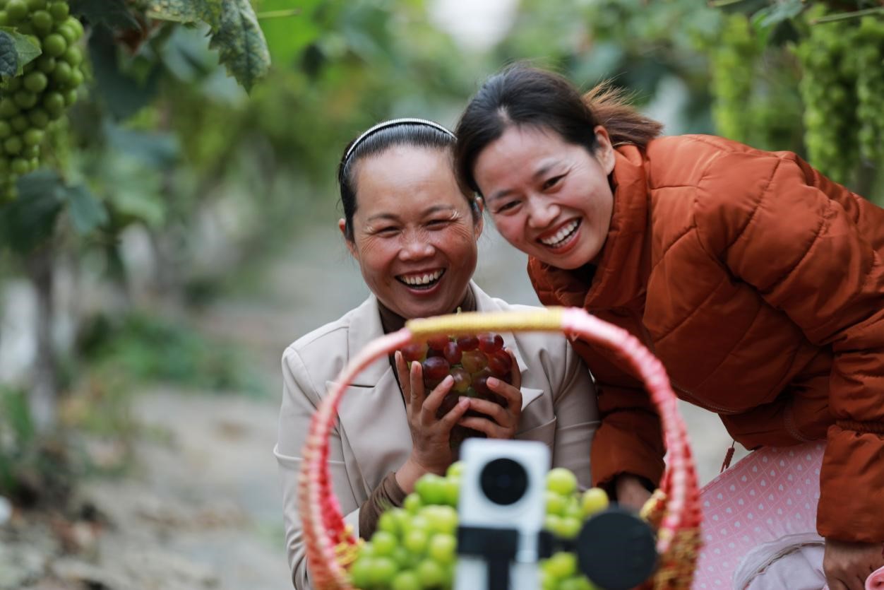 2024年10月6日，果農(nóng)在貴州省黔西市金碧鎮(zhèn)新蘭村葡萄園里進(jìn)行直播銷售。來(lái)源：人民圖片