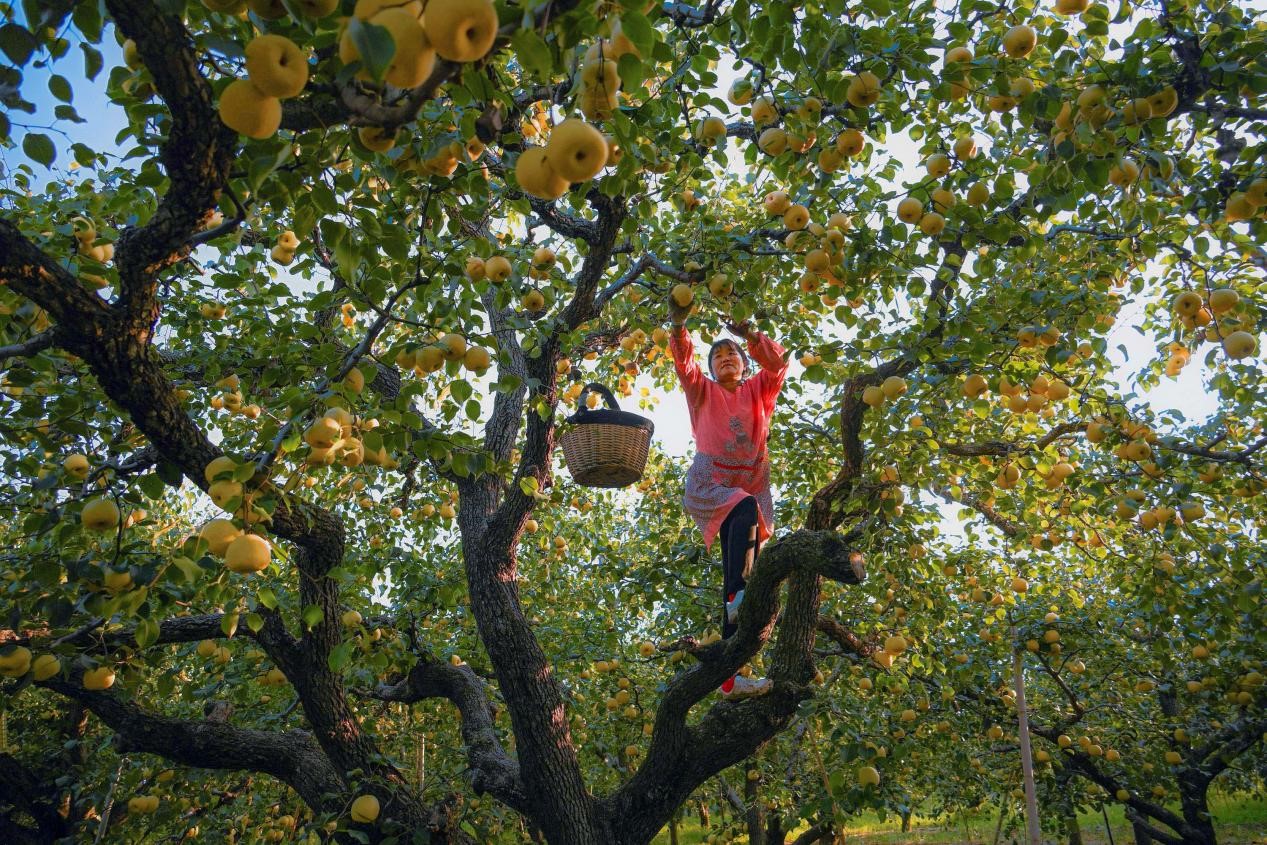 2024年10月4日，安徽省宿州市碭山縣程莊鎮(zhèn)衡樓村百年老梨園里，梨農(nóng)在忙著采摘酥梨。來(lái)源:人民圖片