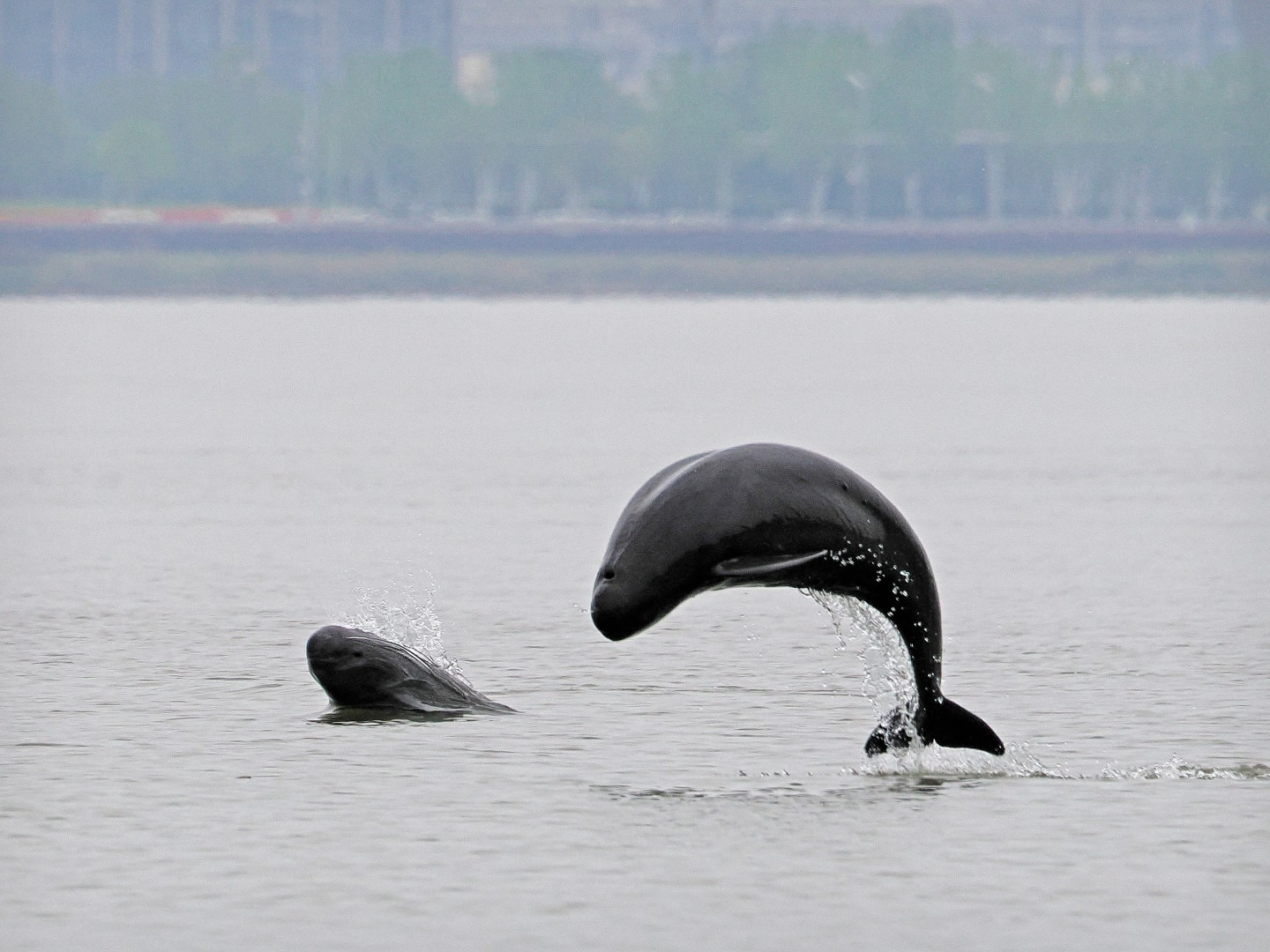 文化中國(guó)行 長(zhǎng)江之歌丨微笑的江豚，從四千年前“游”來(lái)