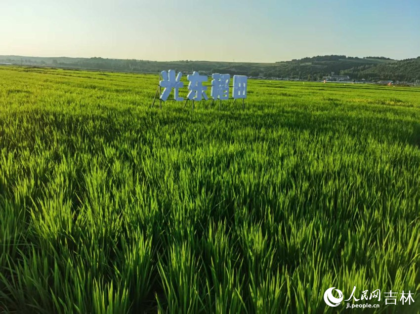 光東村稻田風(fēng)景美如畫（資料圖片）。人民網(wǎng)記者 王海躍攝