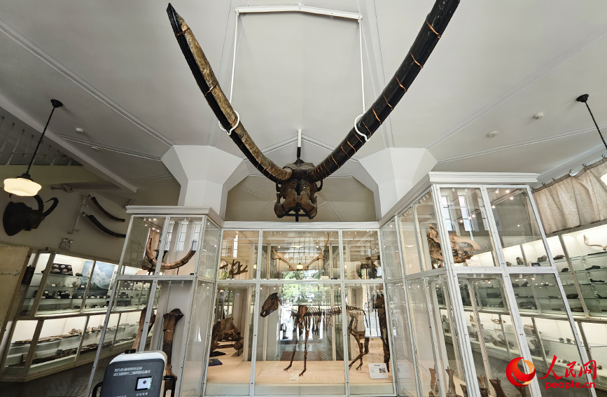 北疆博物院古生物陳列室內(nèi)的化石標(biāo)本。人民網(wǎng)記者 孫一凡攝