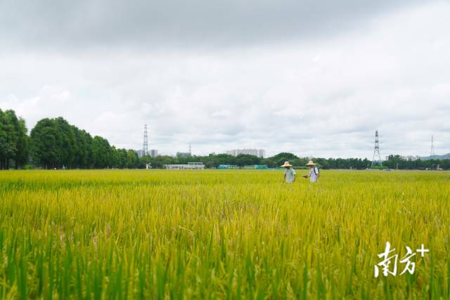 文化組的兩名成員正行走在稻田里。