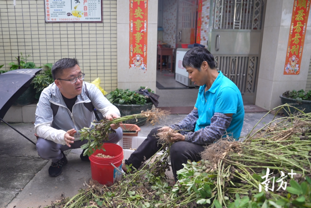 土地組成員張國強(qiáng)一邊幫村民做農(nóng)活一邊聊天。
