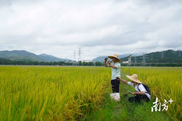 文化組的兩名成員正在給稻田拍照。