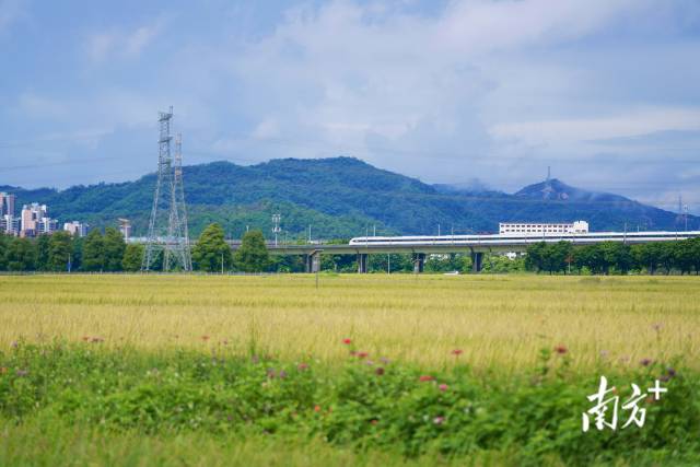 高鐵掠過崖口村稻田。
